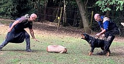 Sky la rottweiler esercizio di difesa
