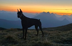 Frithz il doberman detto Frizi Pizzi