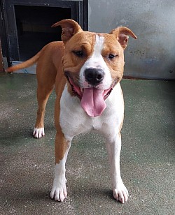 Life amstaff
