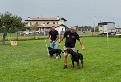 Socializazzione