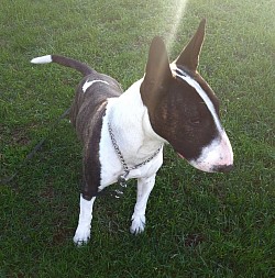 Betty Bullterrier