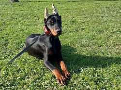 Thay dobermann 5 mesi