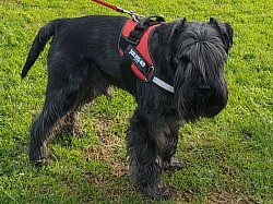 Chagall schnauzer