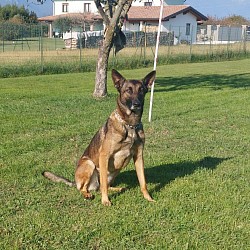 Belka il Malin